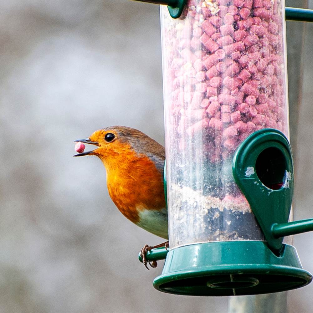 Suet Pellets with Berries - 12.5kg